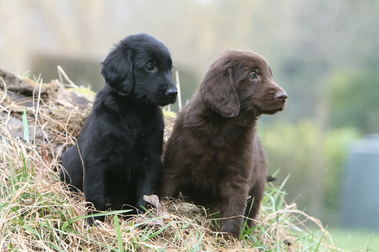 Zakup szczeniaka rasy Flat Coated Retriever oznacza wzięcie na siebie odpowiedzialności! Kup szczenięta rasy Flat Coated Retriever.