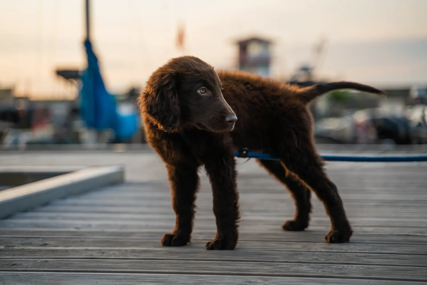 Zakup szczeniaka rasy Flat Coated Retriever oznacza wzięcie na siebie odpowiedzialności! Kup szczenięta rasy Flat Coated Retriever.
