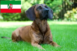 Read more about the article Hannoverscher Schweißhund hodowcy i szczenięta w Nadrenia Północna-Westfalia