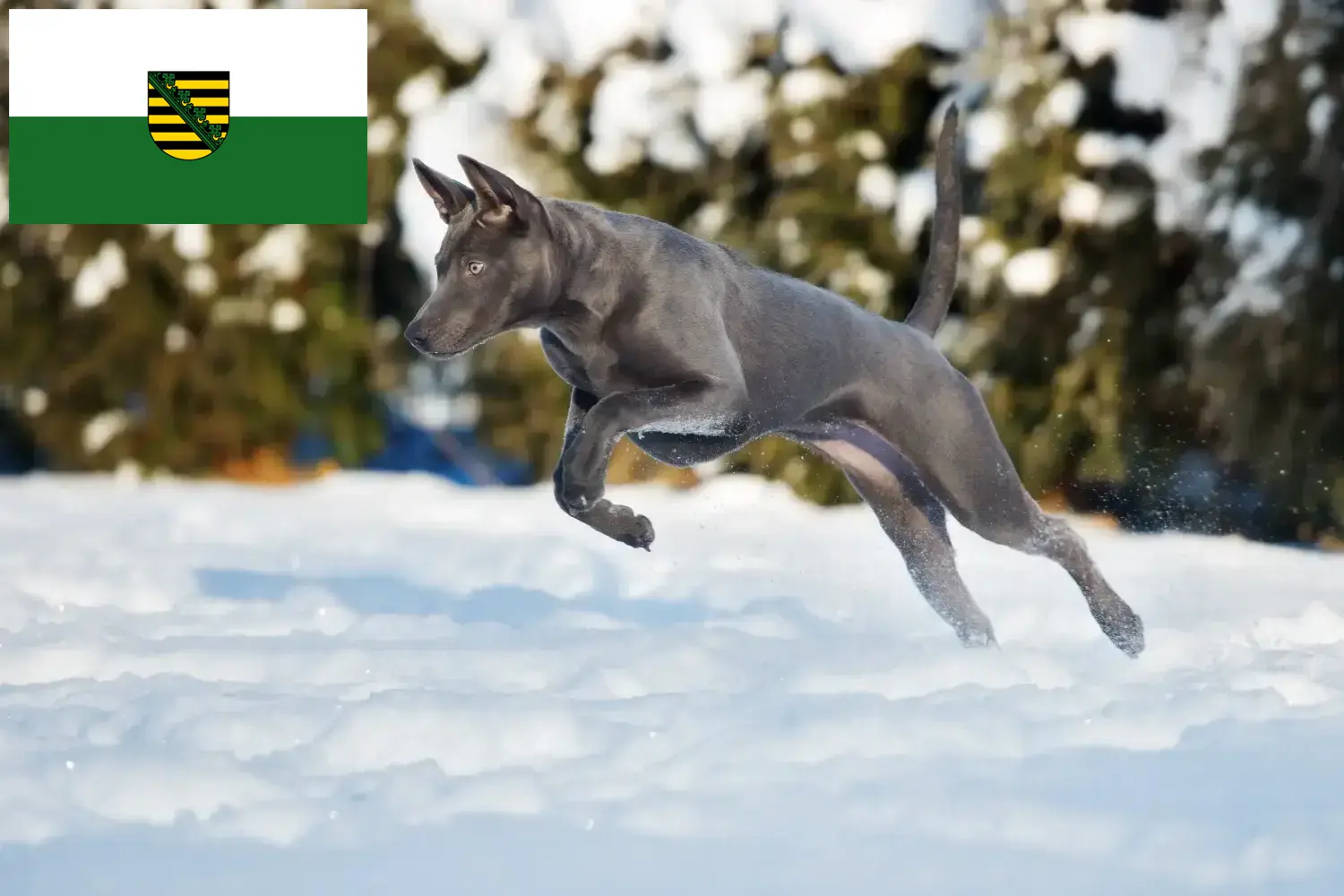 Read more about the article Hodowcy i szczenięta Thai Ridgeback w Saksonia