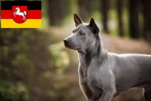 Read more about the article Hodowcy i szczenięta Thai Ridgeback w Dolna Saksonia