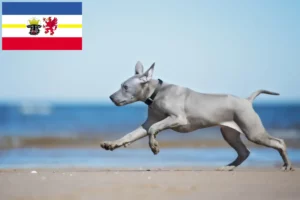 Read more about the article Hodowcy i szczenięta Thai Ridgeback w Meklemburgia-Pomorze Przednie
