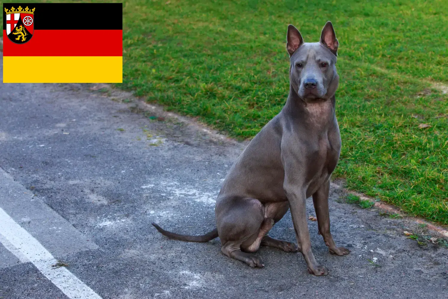 Read more about the article Thai Ridgeback hodowcy i szczenięta w Nadrenia-Palatynat