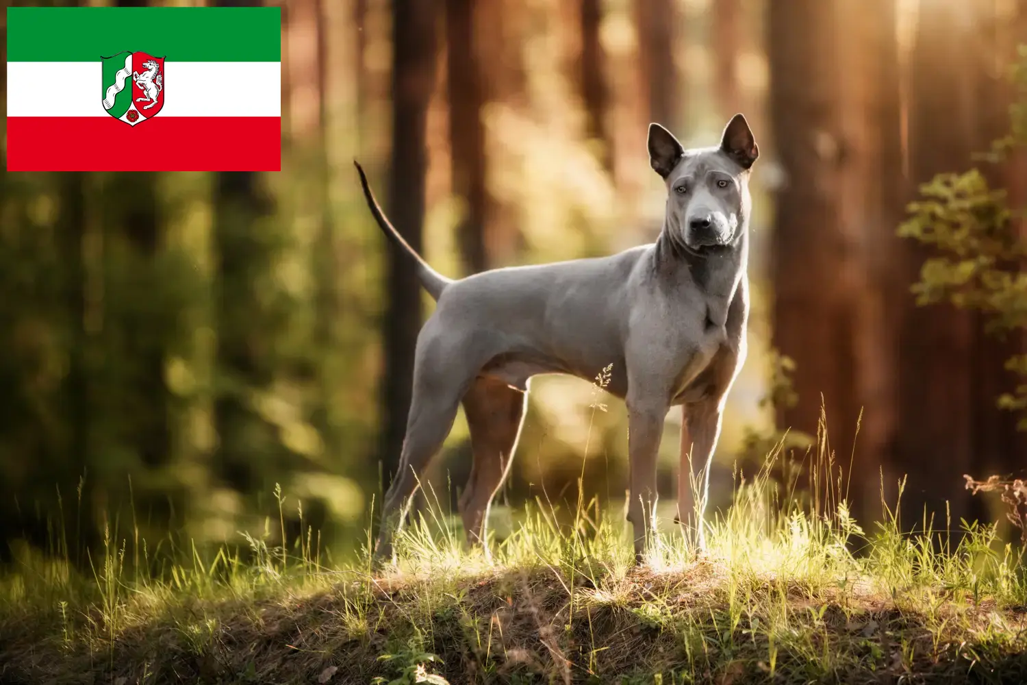 Read more about the article Hodowcy i szczenięta Thai Ridgeback w Nadrenia Północna-Westfalia