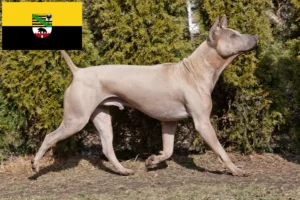 Read more about the article Hodowcy i szczenięta Thai Ridgeback w Saksonia-Anhalt