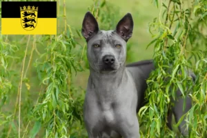Read more about the article Hodowcy i szczenięta Thai Ridgeback w Badenia-Wirtembergia