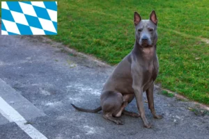 Read more about the article Hodowcy i szczenięta Thai Ridgeback w Bawaria