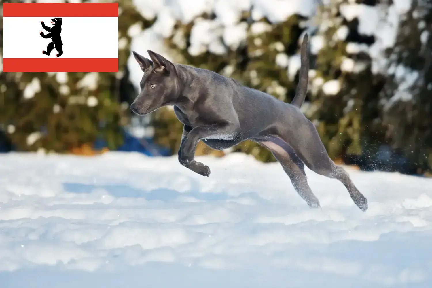 Thai Ridgeback szczenięta i hodowca Berlin Tutaj możesz znaleźć hodowców Thai Ridgeback w Berlin.