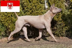 Read more about the article Hodowcy i szczenięta Thai Ridgeback w Brandenburgia