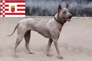 Read more about the article Thai Ridgeback hodowca i szczenięta w Brema