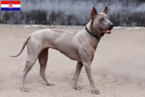 Read more about the article Hodowcy i szczenięta Thai Ridgeback w Chorwacja