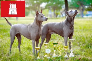 Read more about the article Thai Ridgeback hodowca i szczenięta w Hamburg
