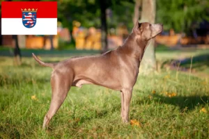 Read more about the article Hodowcy i szczenięta Thai Ridgeback w Hesja