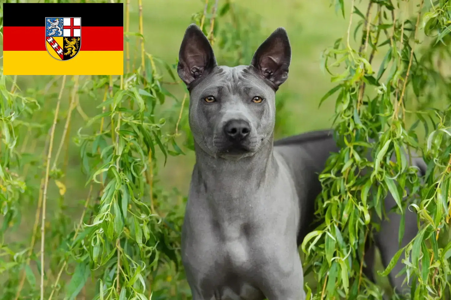 Read more about the article Hodowcy i szczenięta Thai Ridgeback w Kraj Saary