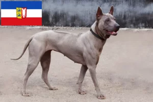 Read more about the article Hodowcy i szczenięta Thai Ridgeback w Szlezwik-Holsztyn