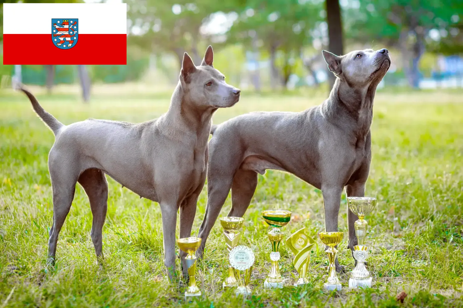 Thai Ridgeback szczenięta i hodowca Turyngia Tutaj możesz znaleźć hodowców Thai Ridgeback w Turyngia.