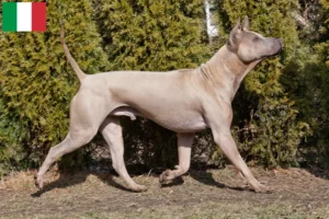 Read more about the article Hodowcy i szczenięta Thai Ridgeback w Włochy