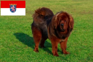 Read more about the article Hodowca psów tybetańskich i szczeniąt w Hesja