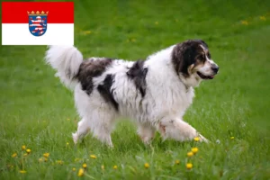 Read more about the article Tornjak hodowcy i szczenięta w Hesja