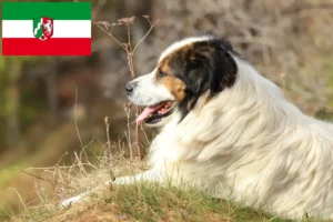 Read more about the article Hodowcy i szczenięta Tornjak w Nadrenia Północna-Westfalia