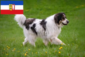 Read more about the article Tornjak hodowcy i szczenięta w Szlezwik-Holsztyn