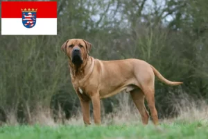 Read more about the article Tosa hodowcy i szczenięta w Hesja