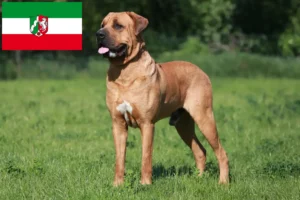 Read more about the article Hodowcy i szczenięta Tosa w Nadrenia Północna-Westfalia