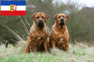 Read more about the article Tosa hodowcy i szczenięta w Szlezwik-Holsztyn