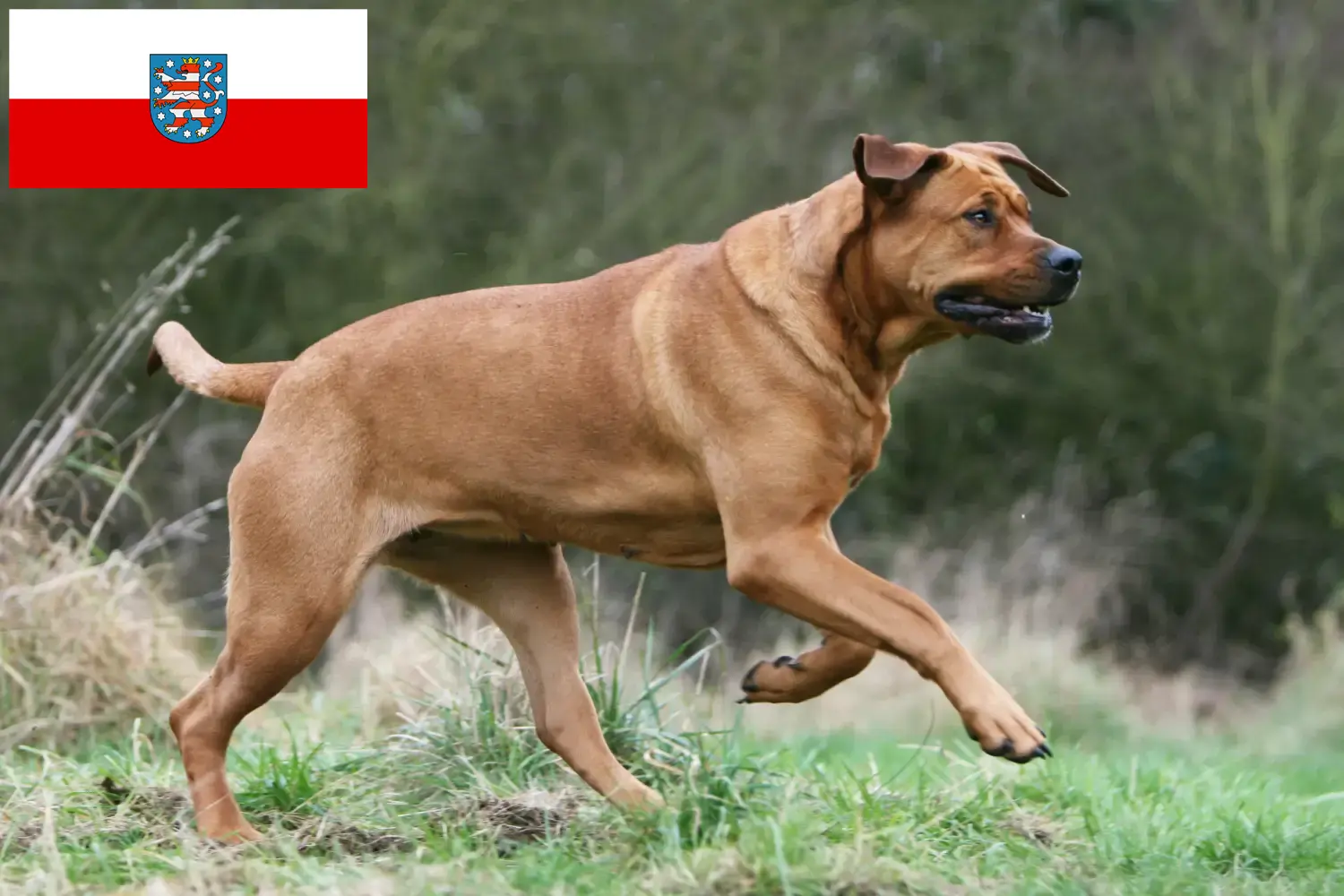 Read more about the article Tosa hodowcy i szczenięta w Turyngia