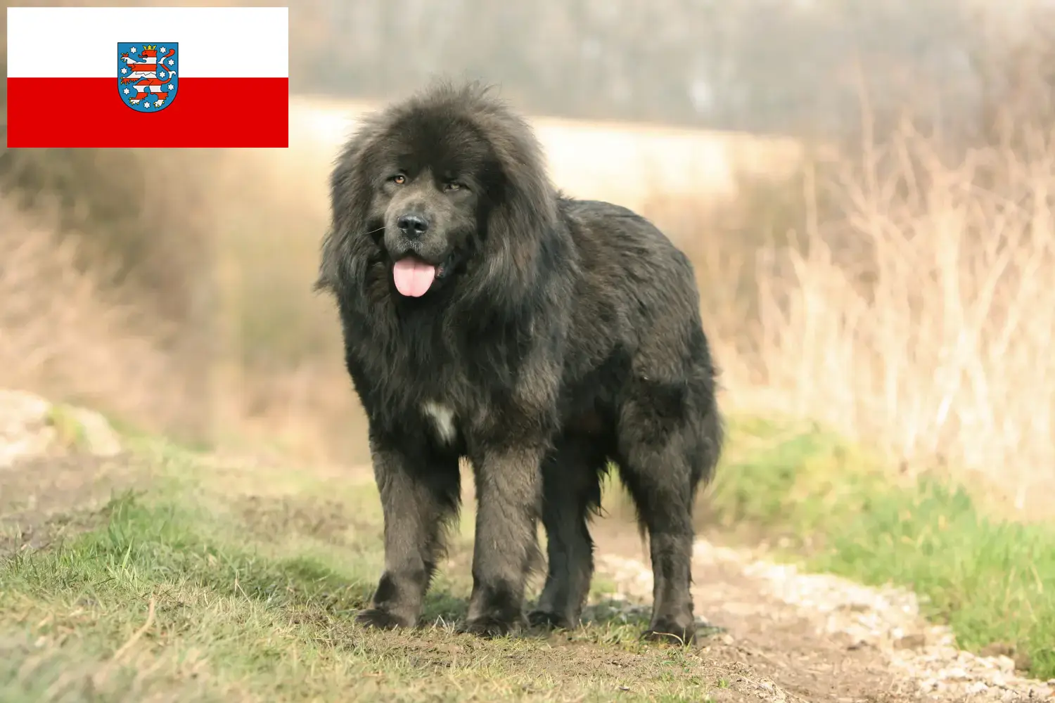 Read more about the article Hodowca psów tybetańskich i szczeniąt w Turyngia
