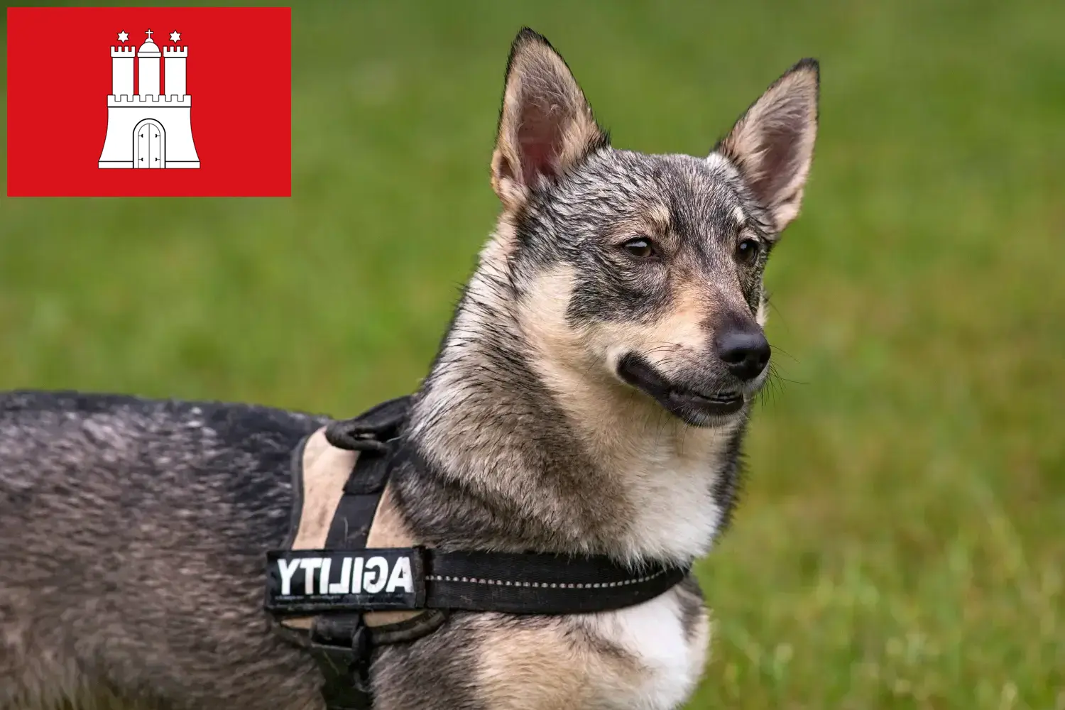 Västgötaspets szczenięta i hodowcy Hamburg Tutaj znajdziesz hodowców rasy Västgötaspets w Hamburg.
