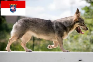 Read more about the article Västgötaspets hodowcy i szczenięta w Hesja
