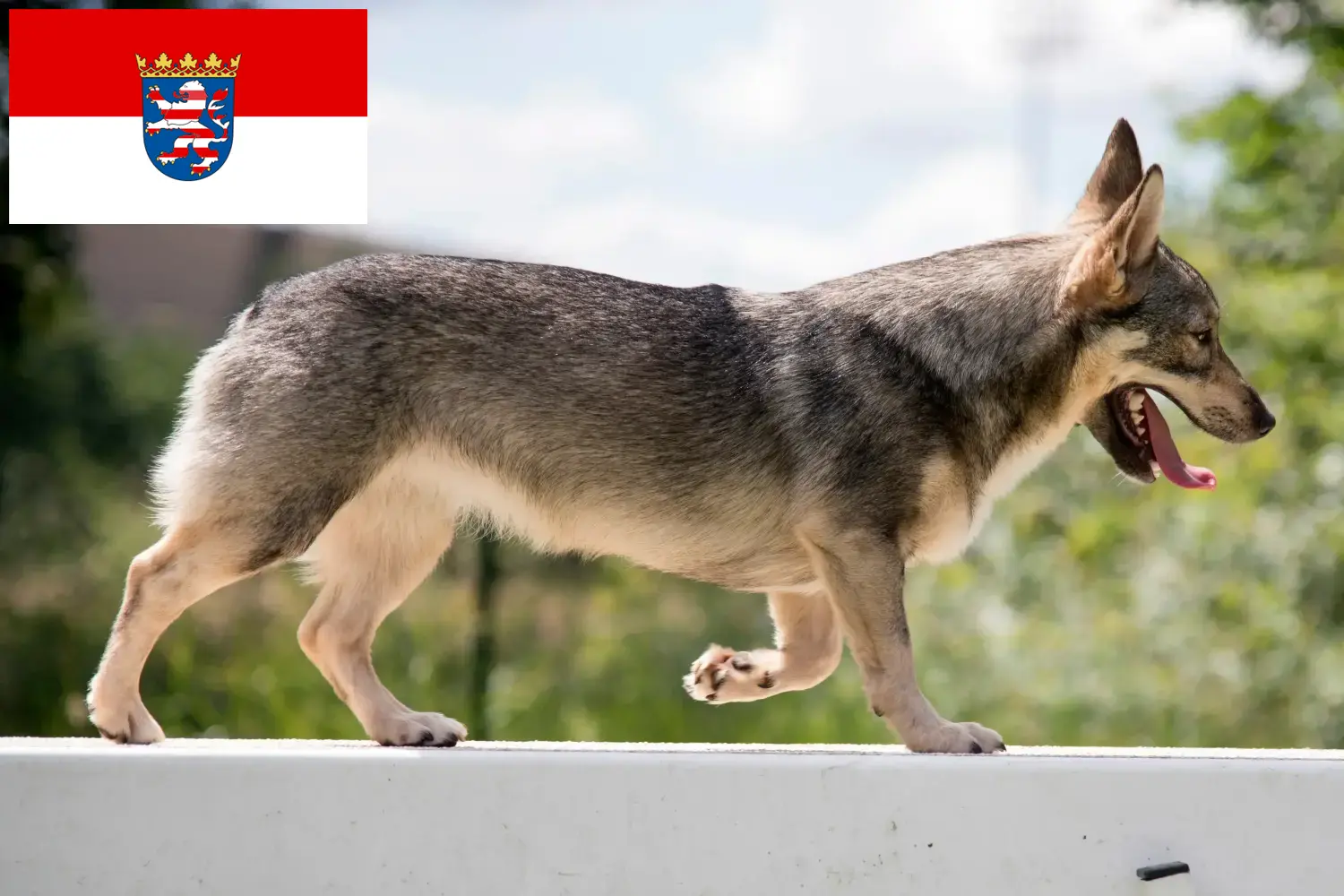 Västgötaspets szczenięta i hodowcy Hesja Tutaj można znaleźć hodowców Västgötaspets w Hesja.