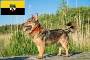 Read more about the article Västgötaspets hodowcy i szczenięta w Saksonia-Anhalt