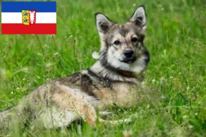 Read more about the article Västgötaspets hodowcy i szczenięta w Szlezwik-Holsztyn