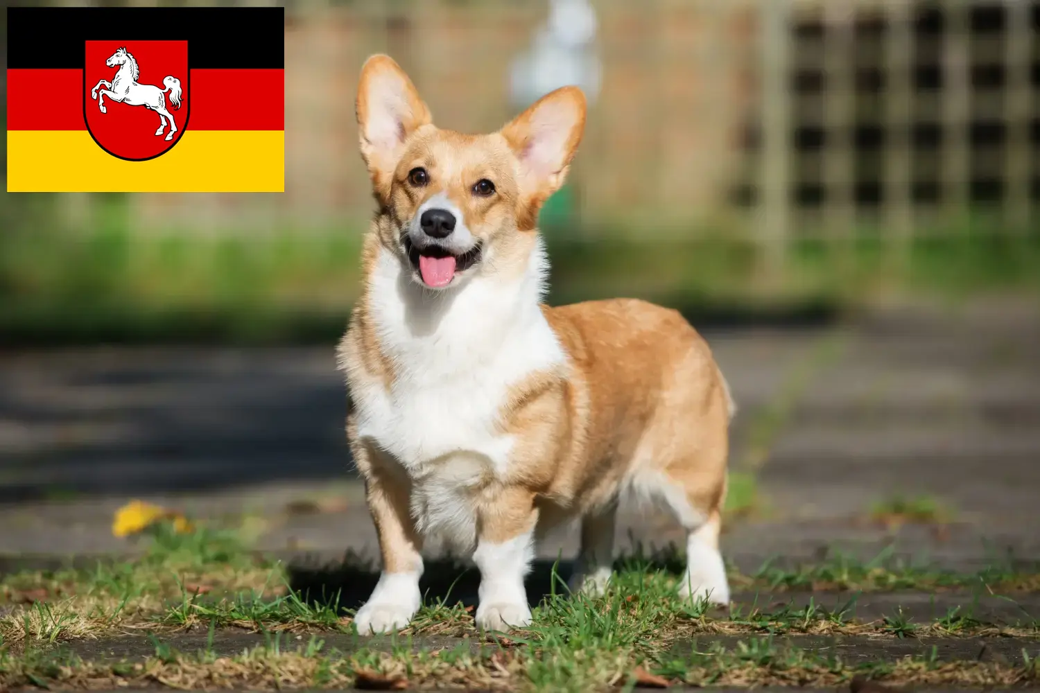 Walijskie corgi szczenięta i hodowca Dolna Saksonia Tutaj znajdziesz hodowców rasy Welsh corgis w Dolna Saksonia.