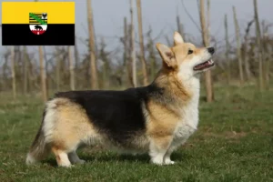 Read more about the article Walijskie corgi hodowcy i szczenięta w Saksonia-Anhalt