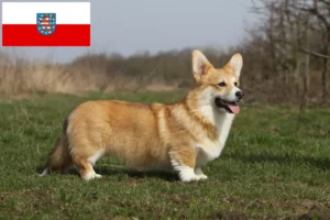 Read more about the article Walijskie corgi hodowcy i szczenięta w Turyngia