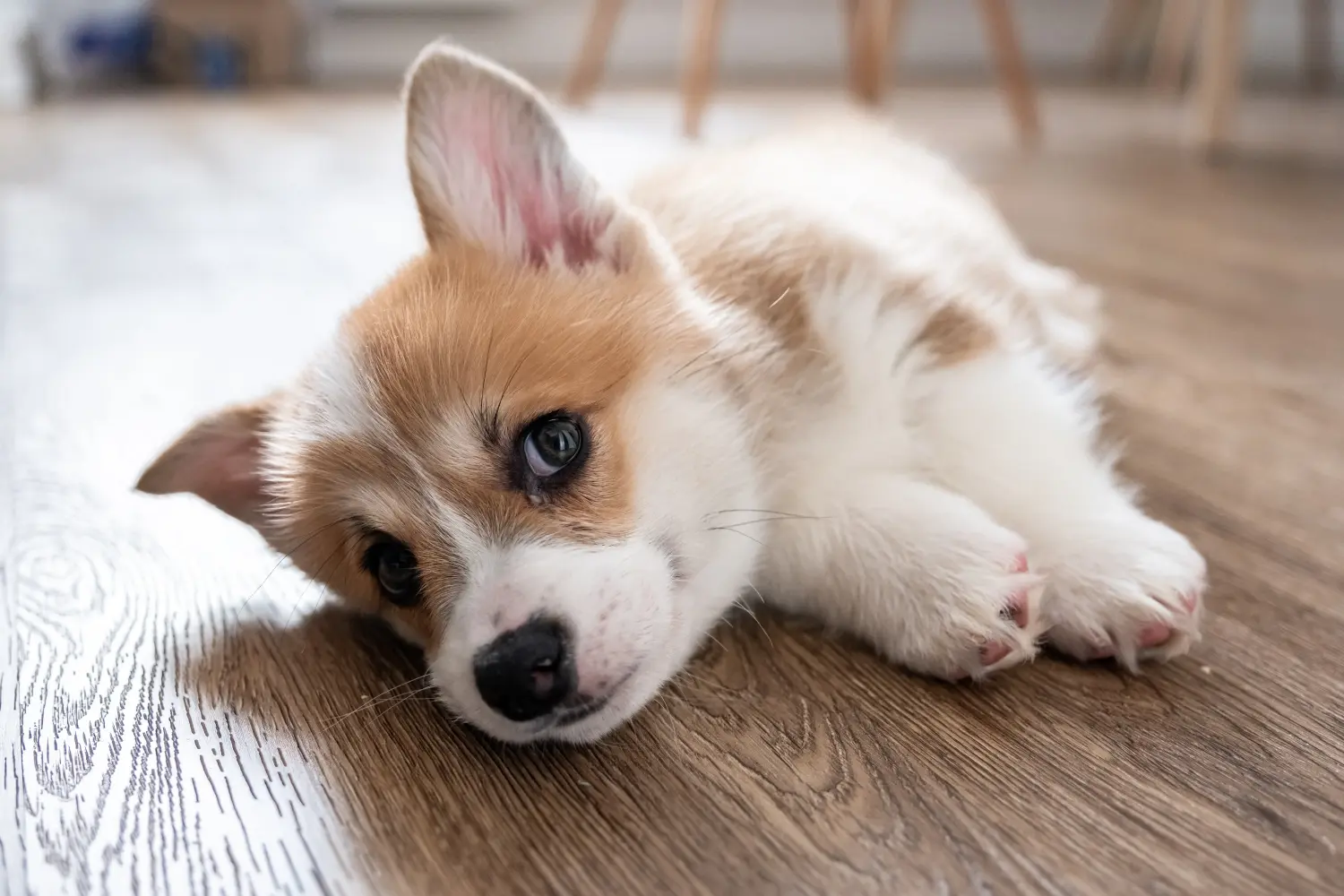 Kupno szczeniaka rasy Welsh Corgi oznacza wzięcie na siebie odpowiedzialności! Kup szczenięta rasy Welsh Corgi.