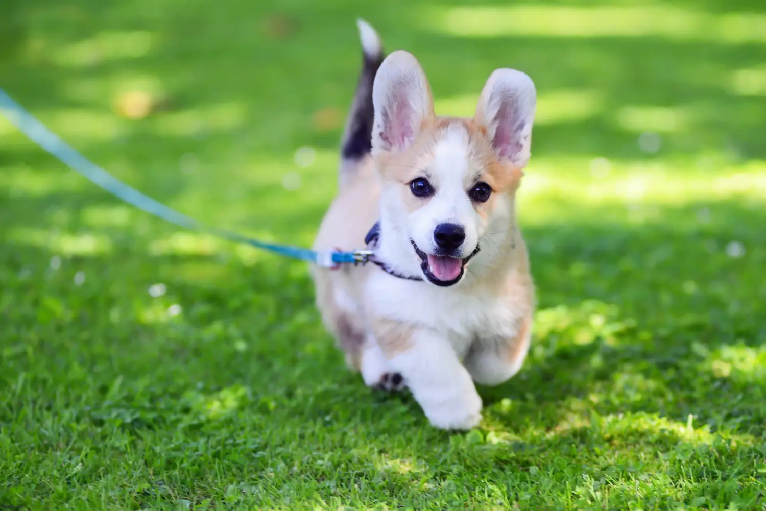 Kupno szczeniaka rasy Welsh Corgi oznacza wzięcie na siebie odpowiedzialności! Kup szczenięta rasy Welsh Corgi.