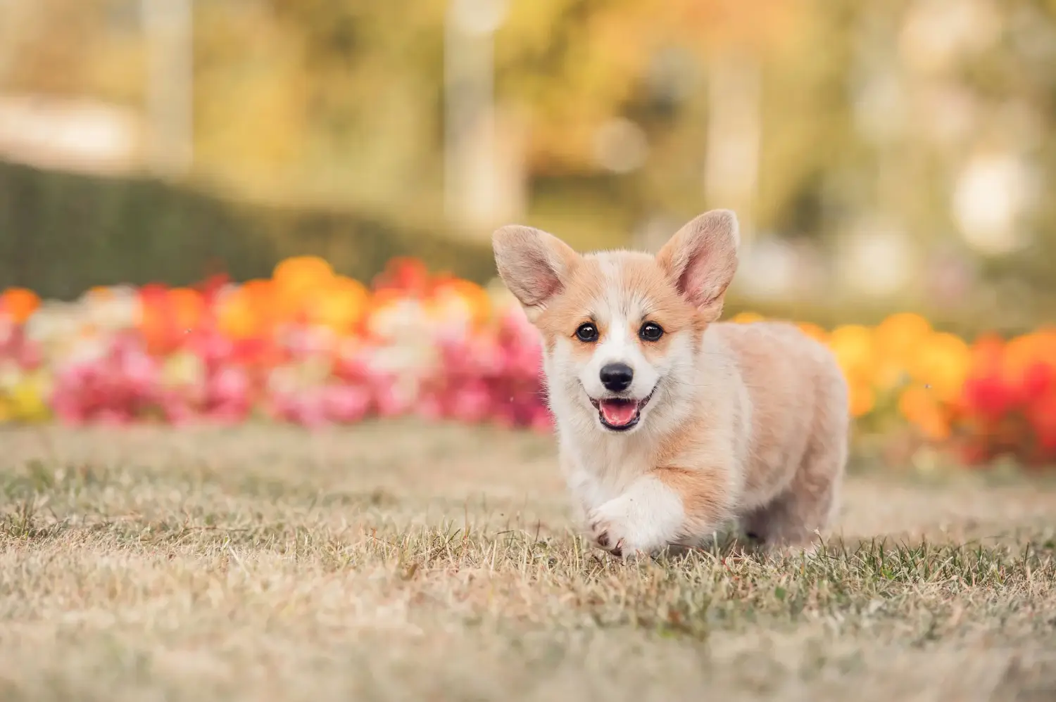 Kupno szczeniaka rasy Welsh Corgi oznacza wzięcie na siebie odpowiedzialności! Kup szczenięta rasy Welsh Corgi.