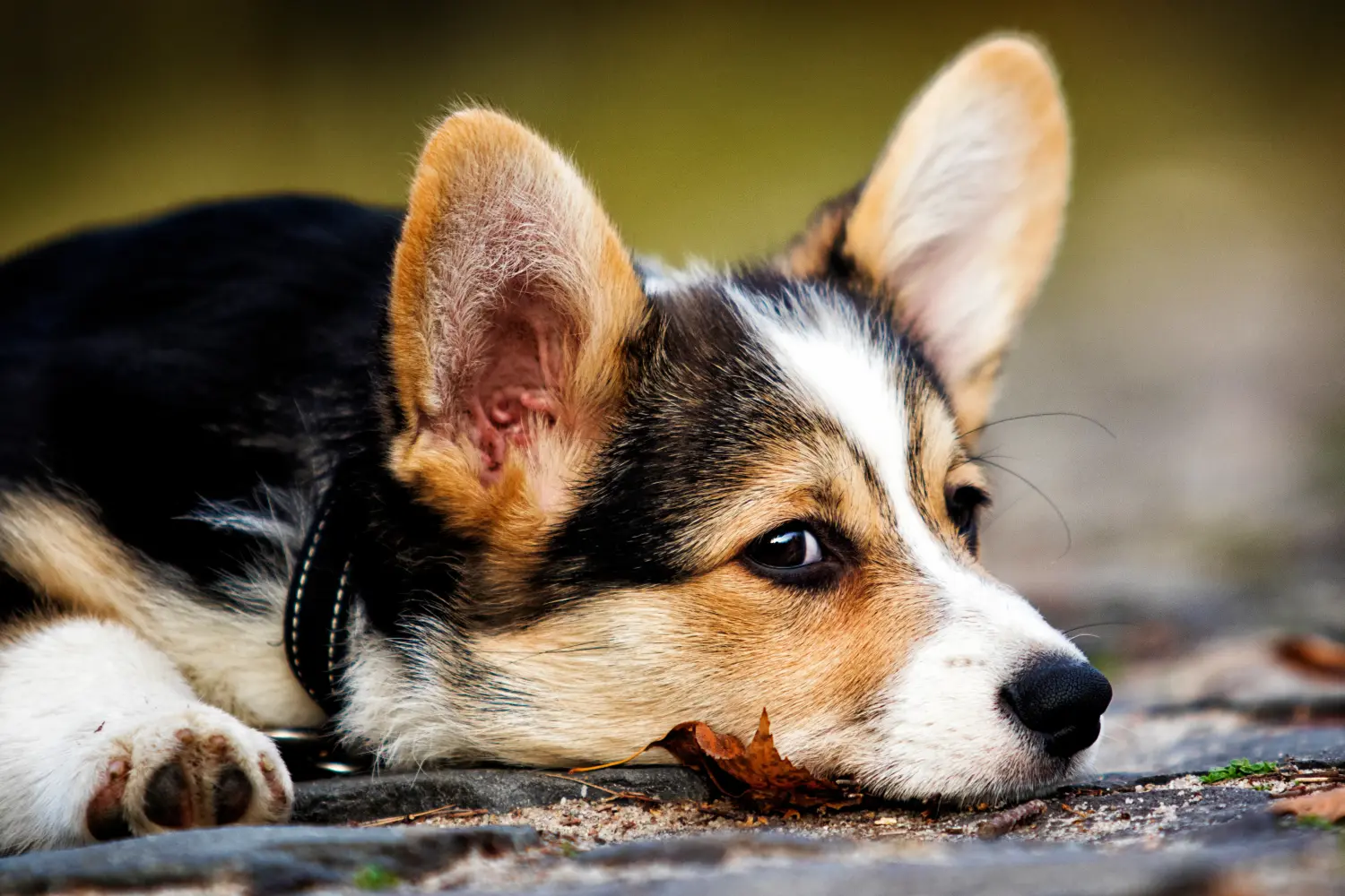 Kupno szczeniaka rasy Welsh Corgi oznacza wzięcie na siebie odpowiedzialności! Kup szczenięta rasy Welsh Corgi.