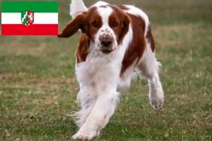 Read more about the article Hodowcy i szczenięta springer spaniel walijski w Nadrenia Północna-Westfalia