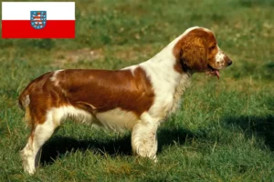 Read more about the article Springer spaniel walijski hodowcy i szczenięta w Turyngia