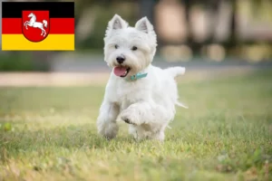 Read more about the article Hodowcy westie i szczenięta w Dolna Saksonia