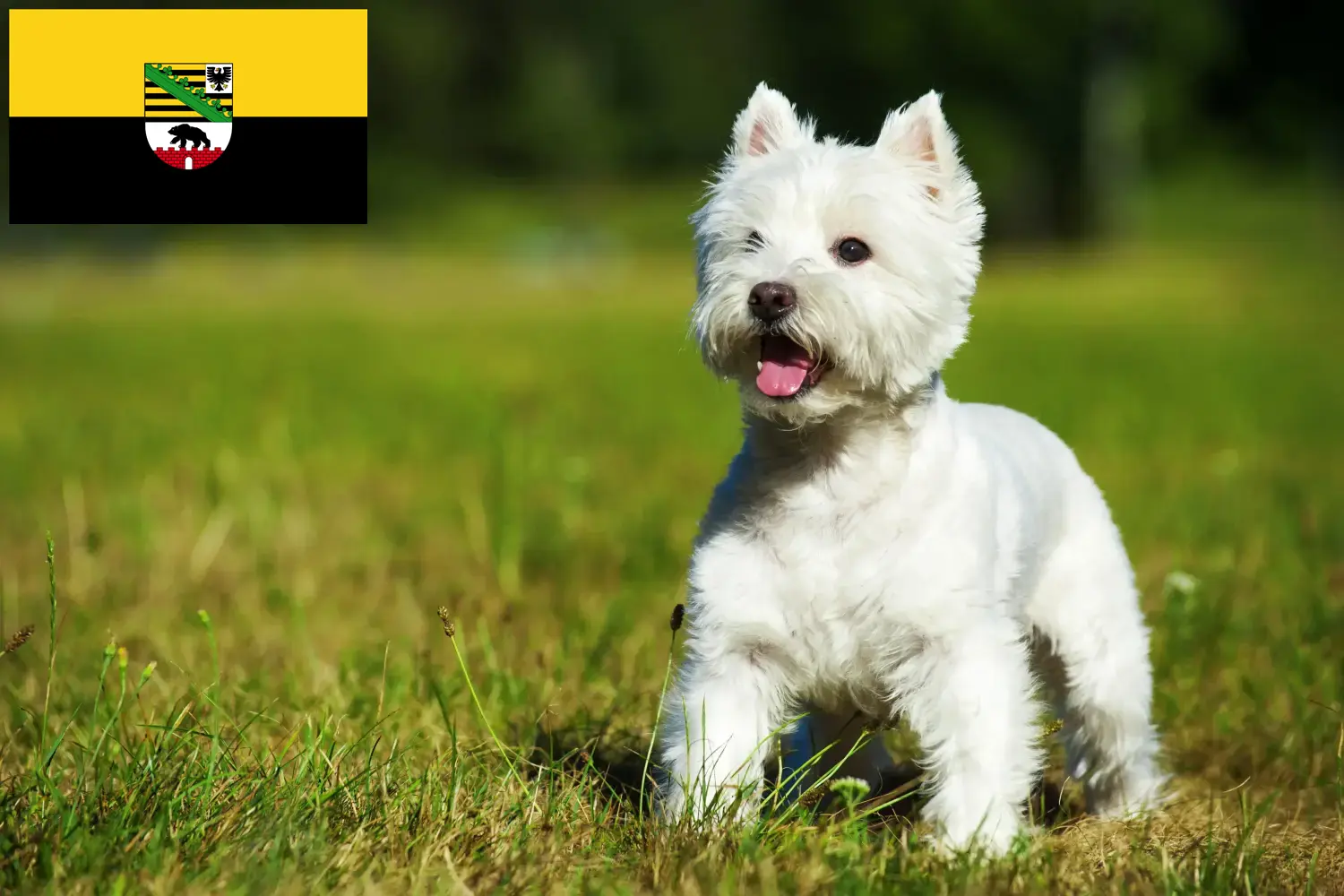 Westie szczenięta i hodowcy Saksonia-Anhalt Tutaj znajdziesz hodowców rasy Westies w Saksonia-Anhalt.