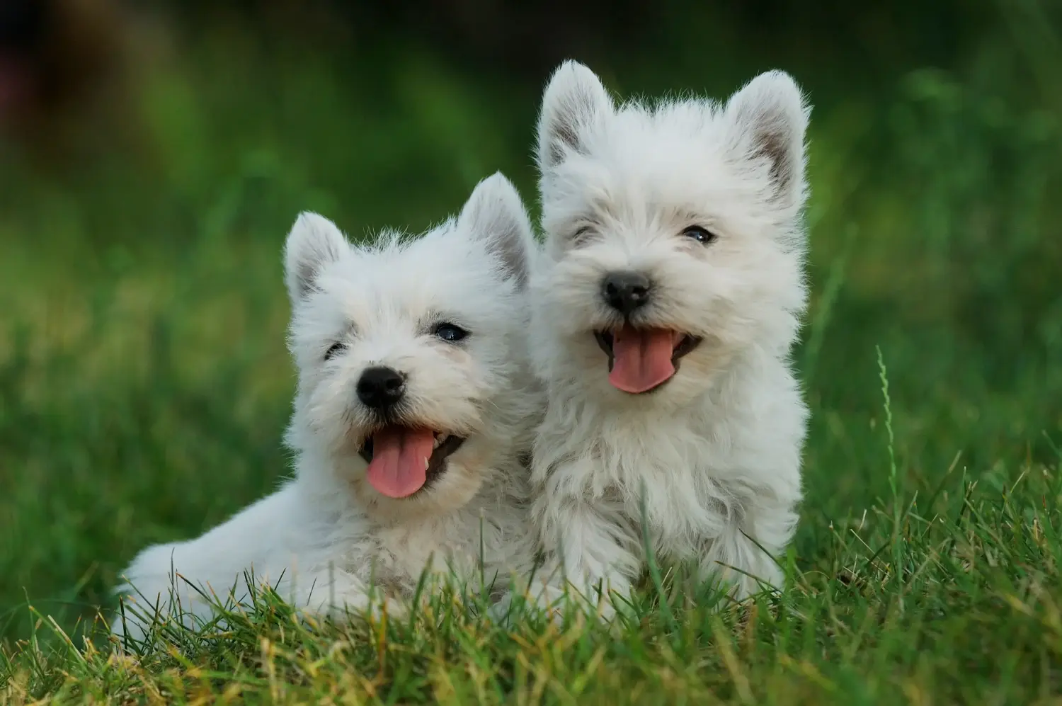 Kupno szczeniaka rasy Westie oznacza wzięcie na siebie odpowiedzialności! Kup szczenięta rasy Westie.