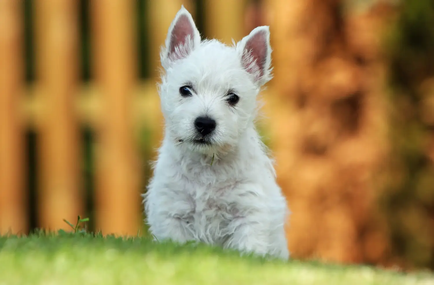 Kupno szczeniaka rasy Westie oznacza wzięcie na siebie odpowiedzialności! Kup szczenięta rasy Westie.