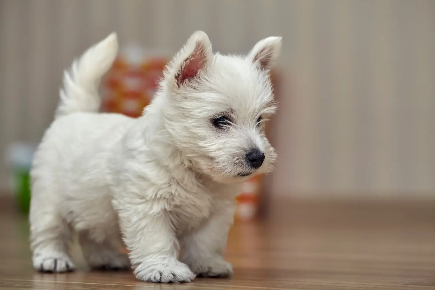 Kupno szczeniaka rasy Westie oznacza wzięcie na siebie odpowiedzialności! Kup szczenięta rasy Westie.