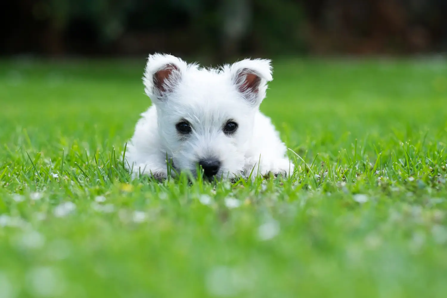 Kupno szczeniaka rasy Westie oznacza wzięcie na siebie odpowiedzialności! Kup szczenięta rasy Westie.